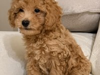 A kalite Maltipoo bebekler