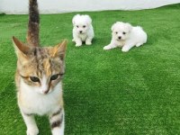 MİNİ BOY BÜYÜMEYEN YAVRU KÖPEKLER