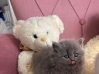 MÜKEMMEL BRİTİSH LONGHAİR BEBEKLER