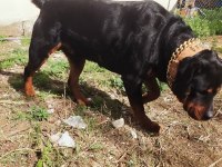 Safkan Erkek Üst Düzey Alan Koruma Rottweiler