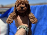 Petmode  köpek çiftliğinde ziyarete açık toy poodle
