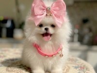 KORE KANLI MİNİ BOY POMERANİAN PRENSES