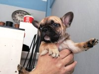 French bulldog 2 aylık bebekler