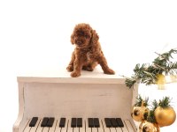 Toy Poodle Bebeklerimiz