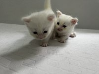 1 aylık erkek ankara kedisi