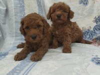 Kaliteli Poodle Yavrularimiz