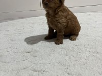 KUCUK YAKISIKLI POODLE COCUKLAR