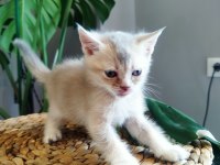 6 Haftalık Yavru Kedilerimiz