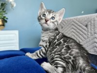 Ruhastlı Ciftlikten Orjinal Silver Bengal Yavrular