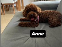 Toy poodle ev ortamında