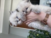 Bir aylık 3 güzel british longhair yavrumuz