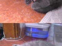 YENİ YUVALARINI BEKLEYEN YAVRU KEDİLERİMİZ