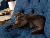 Oyun arkadaşı british shorthair