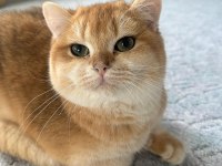 SAF IRK NY12 GOLDEN BRİTİSH SHORTHAİR KEDİM