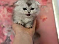 Scottish Fold - Longhair dişi ve erkek yavrular