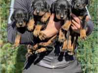 Safkan Orjinal Doberman Yavrular