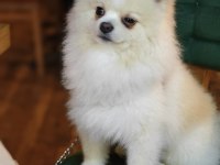 Yalovadan pomeranian köpeğimiz