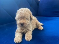 GÜZEL POODLE BEBEKLER YUVALARINA GİTMEYE HAZIR