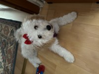 1 yaşında dişi maltipoo