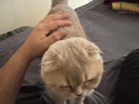 Scottish fold blue point
