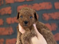 Poodle bebeklerim yeni ailelerimi arıyor