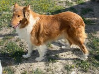 Meşhur İskoç köpeği Leslie