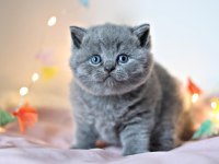 Gümüş Mucize Gri British Shorthair