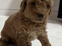 SEVIMLI POODLE MINIKLER