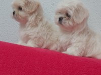 Petmode köpek çiftliğinde kore kan maltese