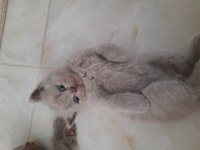 Scottish fold yavrularımız yeni yuvasını gitmeye hazır
