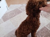 KOREKAN POODLE KOYU RENK ERKEK