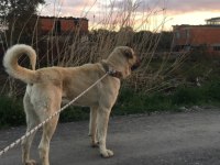 Anadolu çoban köpeği kangal