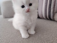 Kar Beyazı British Longhair Yavrular