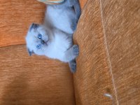 A kalite blue point maviş kediler