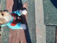 Erkek pekinez köpeğimiz