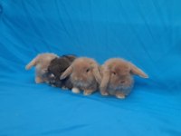 Hollanda Teddy Lop Tavşanı Yavruları