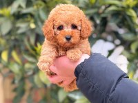 2 aylık altın dişi toy poodle yavrumuz