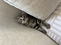 3 aylık tekir kedi sahiplendirilecek