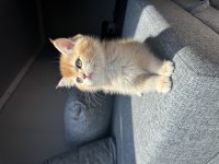 British Golden Shorthair