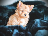 Çok özel exotic yorkshire terrier yavrularımız
