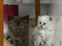 Scottish longhair yavrularımız ailelerini bekliyor