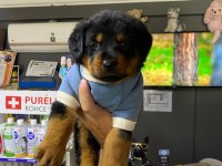 50 günlük rottweiler