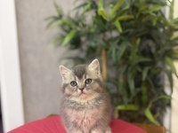 Teslime Hazır Brıtısh Shorthair Yavrularım 