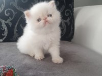 1 AYLIK SAFKAN İRAN KEDİSİ