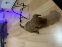 2,5 aylık red brown toy poodle