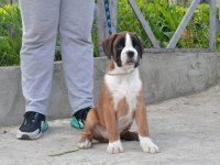 Fci şecereli boxer