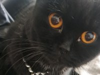 Safkan siyah scottish fold