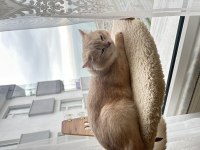 British shorthair oğluma eş arıyoruz