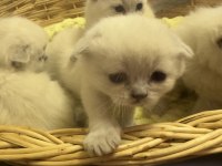 Mükemmel Basık Surat Silver Smoke Scottish Fold Yavrular