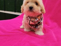Yavru Maltipoo Köpeği